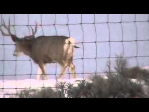 mule deer on the way back from the flaming gorge e...