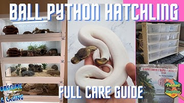 Full Ball Python Hatchling Care Guide