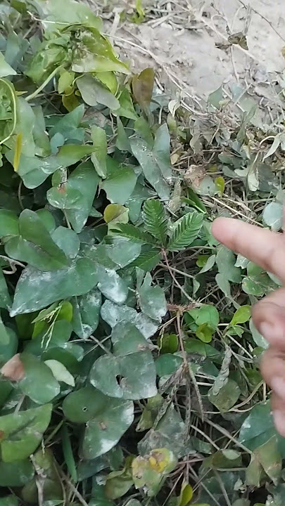 🖤🖤❤️❤️