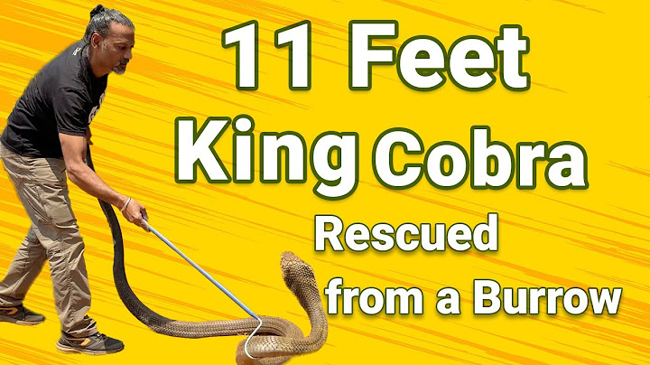 11 feet king cobra rescued from a burrow