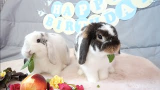 Surprise Birthday Party For My Bunnies (1st Birthday) 🐰 | Holland Lop