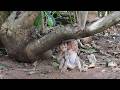 Ultimate Comfort: Sister Gives Unexpected Care to Left-Behind Baby Monkey