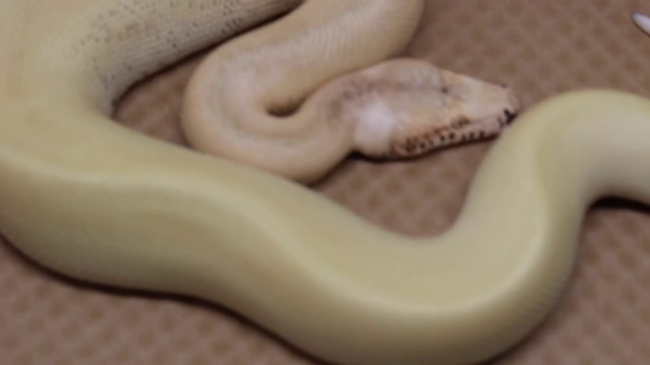 pikachu pokemon Magpie Batik Blood Python Morph!