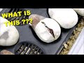 Cutting The World Smallest Ball Python Egg !! Is It Alive ??