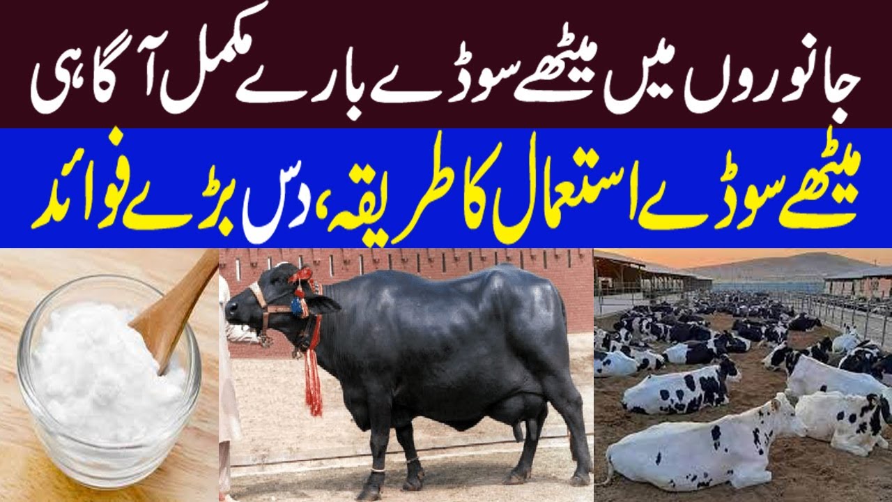 Meetha Soda Use And Importance In Dairy Animals Benefits Use Of meetha-soda-use-and-importance-in-dairy-animals-benefits-use-of