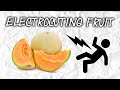 EXPERIMENT: ELECTROCUTING FRUIT