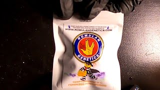 Romulan Genetics Terptomaniac growers cup