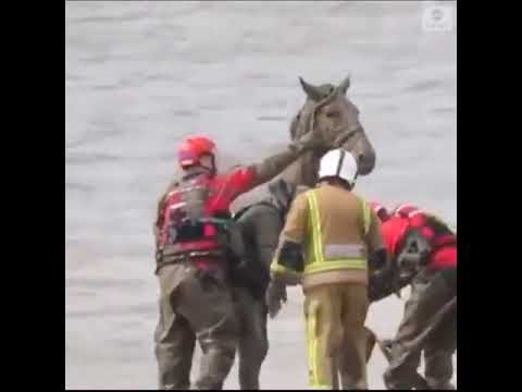 Bombeiros fazem mutirão pra tirar cavalo atolado na lama da praia