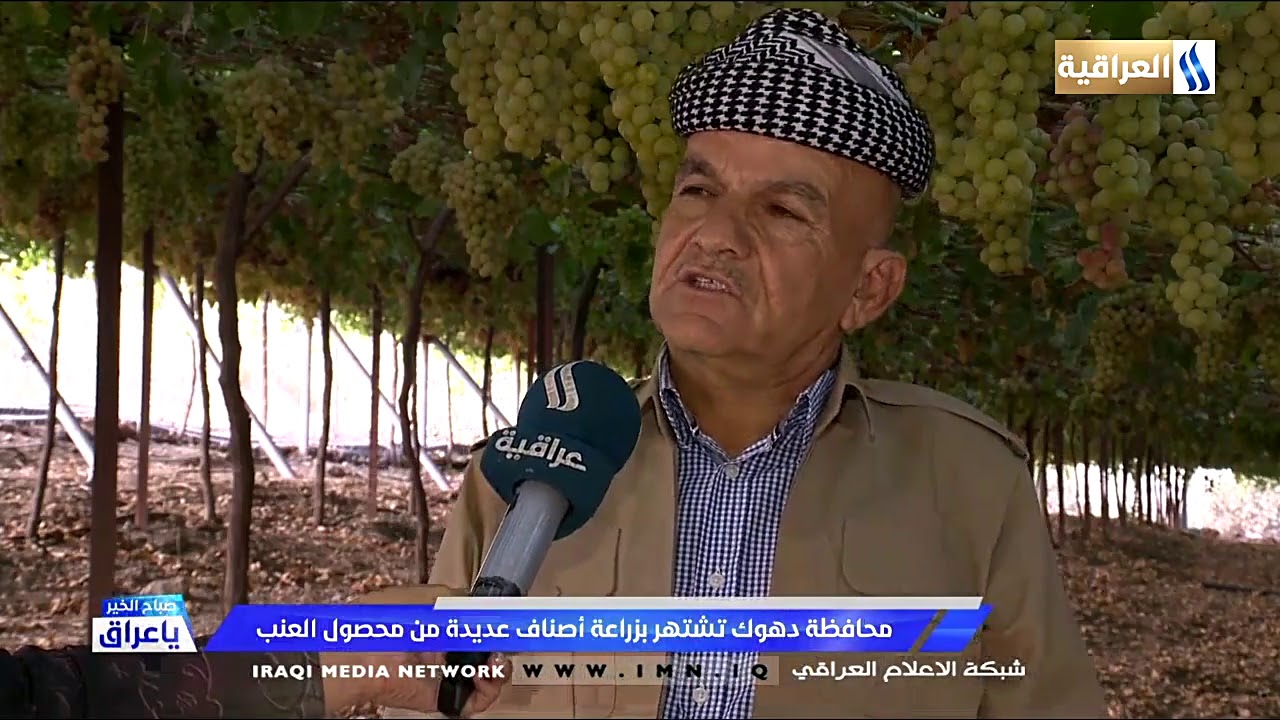 صباح الخير يا عراق / محافظة دهوك تشتهر بزراعة اصناف متعددة من فاكهة العنب/ سرى اياد