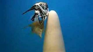 Angelfish Spawning