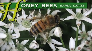 Honey Bees Collecting Nectar from Asian Garlic Chives