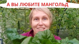 Мангольд / Необычное Решение