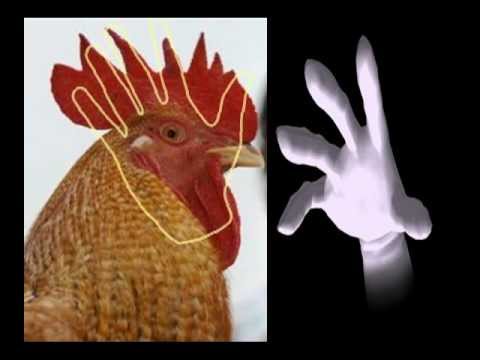المرسلات أصابع هن أصابع اليد المرسلة ... د نبيل أكبر المرسلات أصابع هن أصابع اليد المرسلة ... د نبيل أكبر