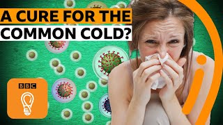 The real reason there's no cure for your cold | BBC Ideas