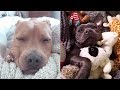 ?????????????????????????#2/staffy and pitbull sleeping face compilation