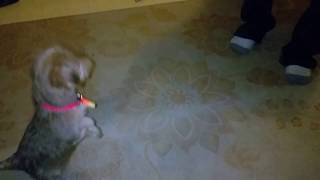 9 week old yorkie puppy learning to sit by Sarina Maynor 844 views 9 years ago 15 seconds
