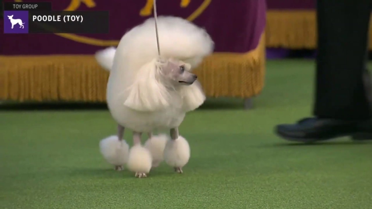 toy poodle show dog