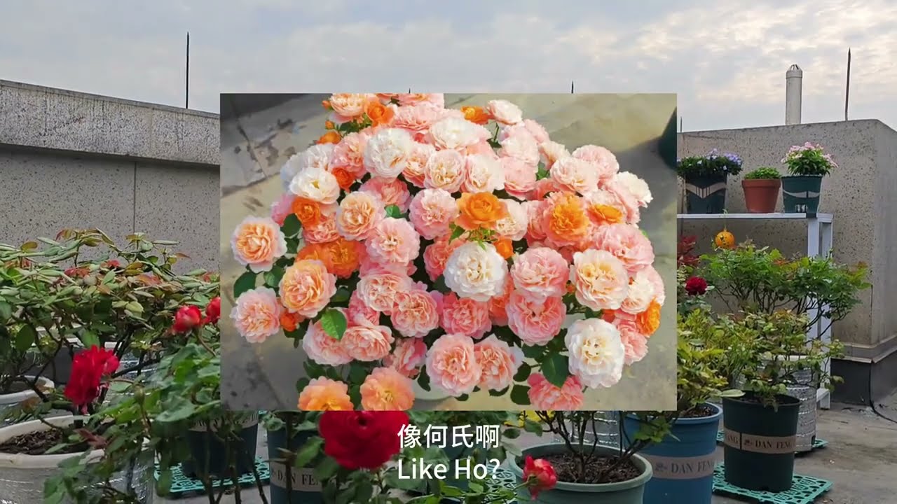 我是如何救回果汁、海神王与和室的？月季病苗弱苗拯救方法分享Sharing of rescue methods for weak seedlings of rose disease