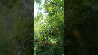 Дождливая погода для блогера #а2 #кино #дождь