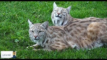 سورة العنكبوت إملئ قلبك هدوءاً وسكينه .الشيخ خالد عيشان