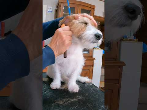 飼い主プラッキング#ジャックラッセルテリア #jackrussellterrier #shorts