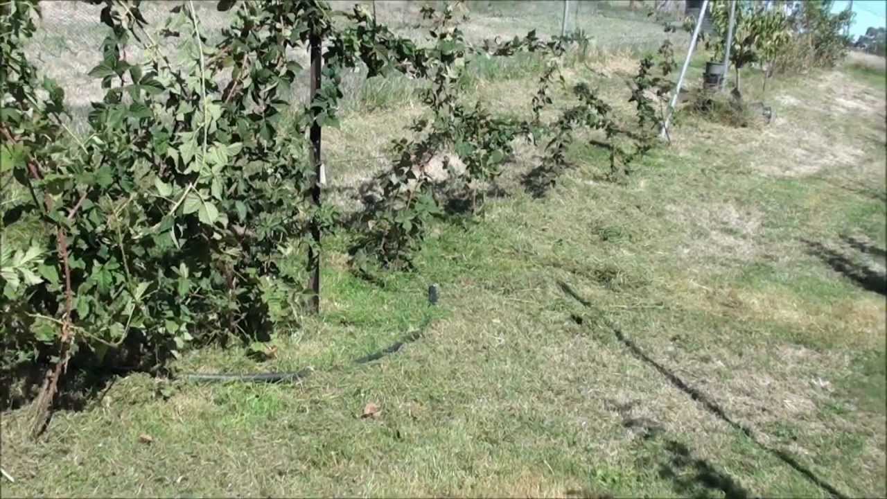 Pruning Black Raspberry Canes