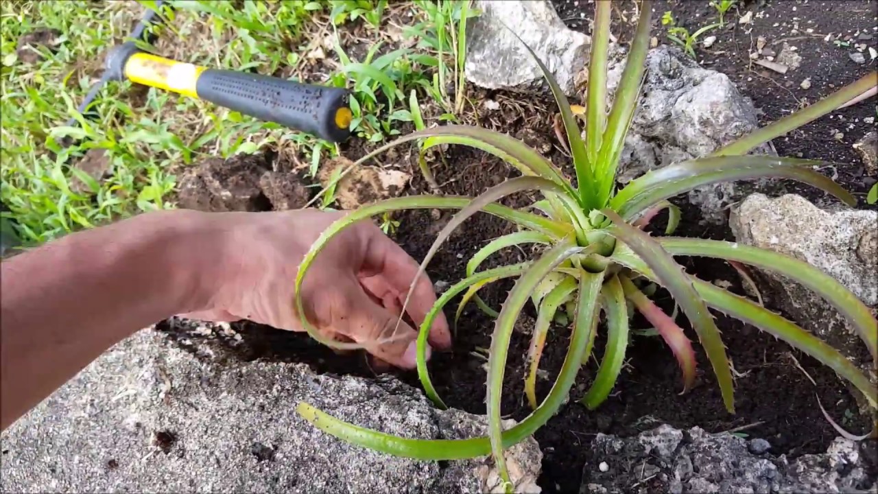 Trasplantando piña enana en el huerto - YouTube