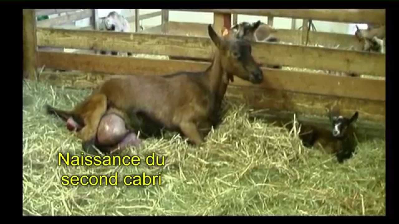 Chèvrerie Du Brabant Le Film Pédagogique Complet 2014