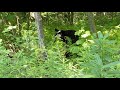 Huff Hollow: Bear w/collar &amp; 2 cubs, part 1