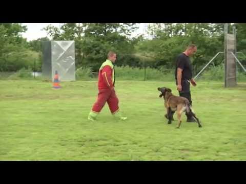 Vidéo: Formation de sécurité canine