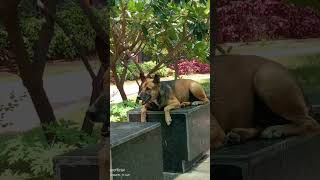 Danger ⚡😈 (Dimon) #just kidding ##demon #anime #to#animal #music #anime #song#dog#doglife#dogshorts