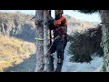 Pine Climbed And Felled With Echo 501 SX And Cs 2511 Tes #trending #tree #wood #trend #shortvideo