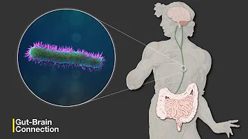 The Gut-Brain Connection