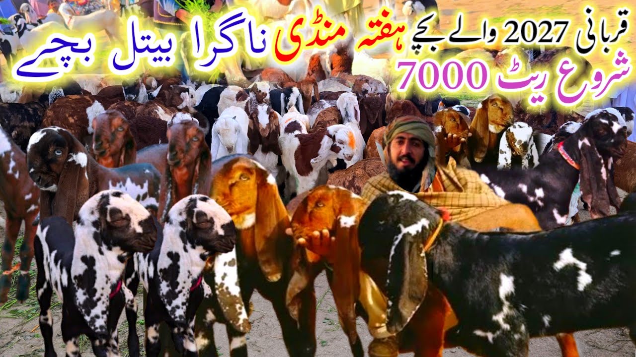 3 January 2026 Punjab bakra mandi dera ghazi khan دیسی بیتل شیرا پرنٹ بکرے 2027 کےلیے 7000 سے شروع