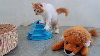 Kitten Qiqi dan Gugu came together to play with kitten Loui | day 101