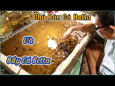 Video Chú Bán Cá Betta Dạo và Những Bầy Cá Betta của Chú |... - youtube