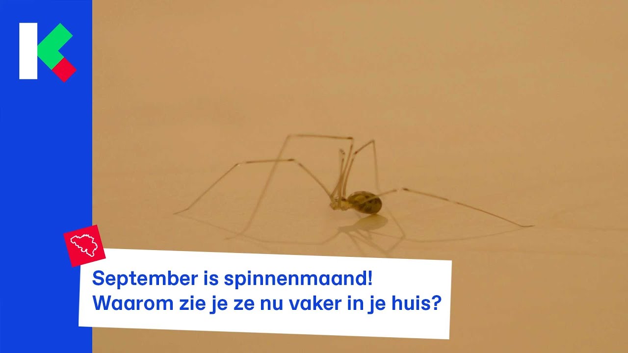 September is spinnenmaand! Waarom zie je ze nu vaker in je huis?