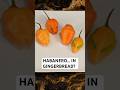 Why Habanero Belongs in Gingerbread #shorts