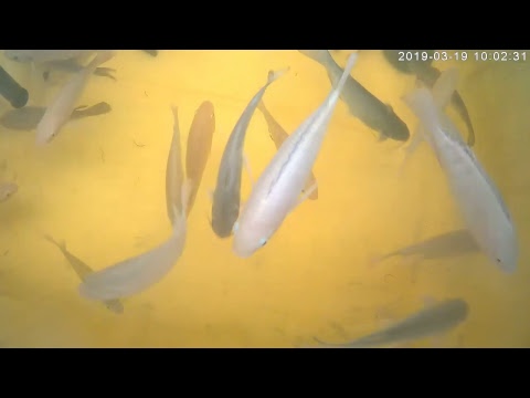 aquaponics fishcam