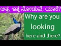 Why are you looking here and there? / ಅತ್ತ, ಇತ್ತ ನೋಡುವೆ, ಯಾಕೆ? / A short Video by KCNAVADA.COM /