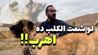 !! أشرس و أقوي كلب يستخدم في الرعي و الحراسة كلب الكانجال التركي