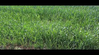 Field of Hay