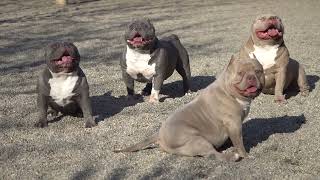 PART 2 2024/ AMERICAN BULLY ACTION /BIGDOGS R.KENNEL/TOP AMERICAN BULLY FUNCTIONAL IN THE WORLD/ABKC