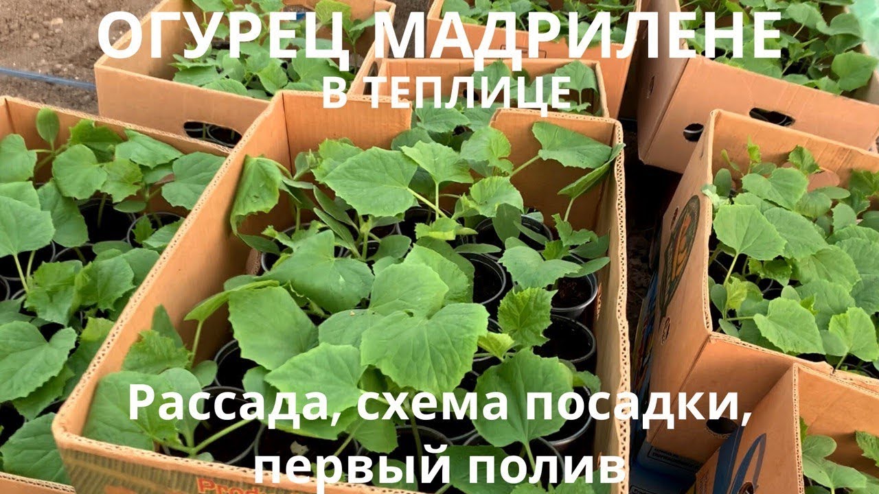 Огурец Мадрилене. Технология выращивания. Рассада, схема посадки, первый полив.