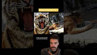 A Siberian Tiger Took Revenge On A Poacher