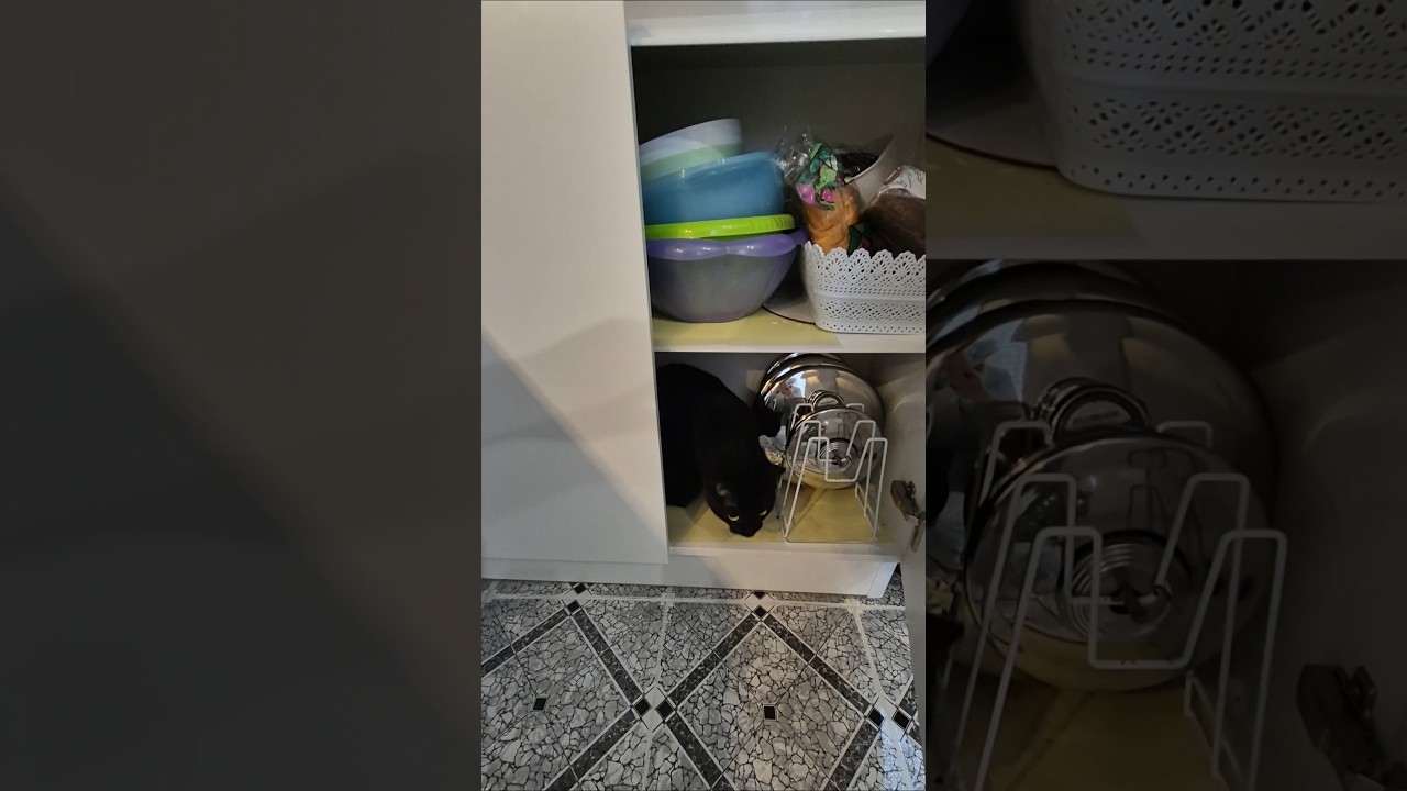 a cat in a cupboard with dishes