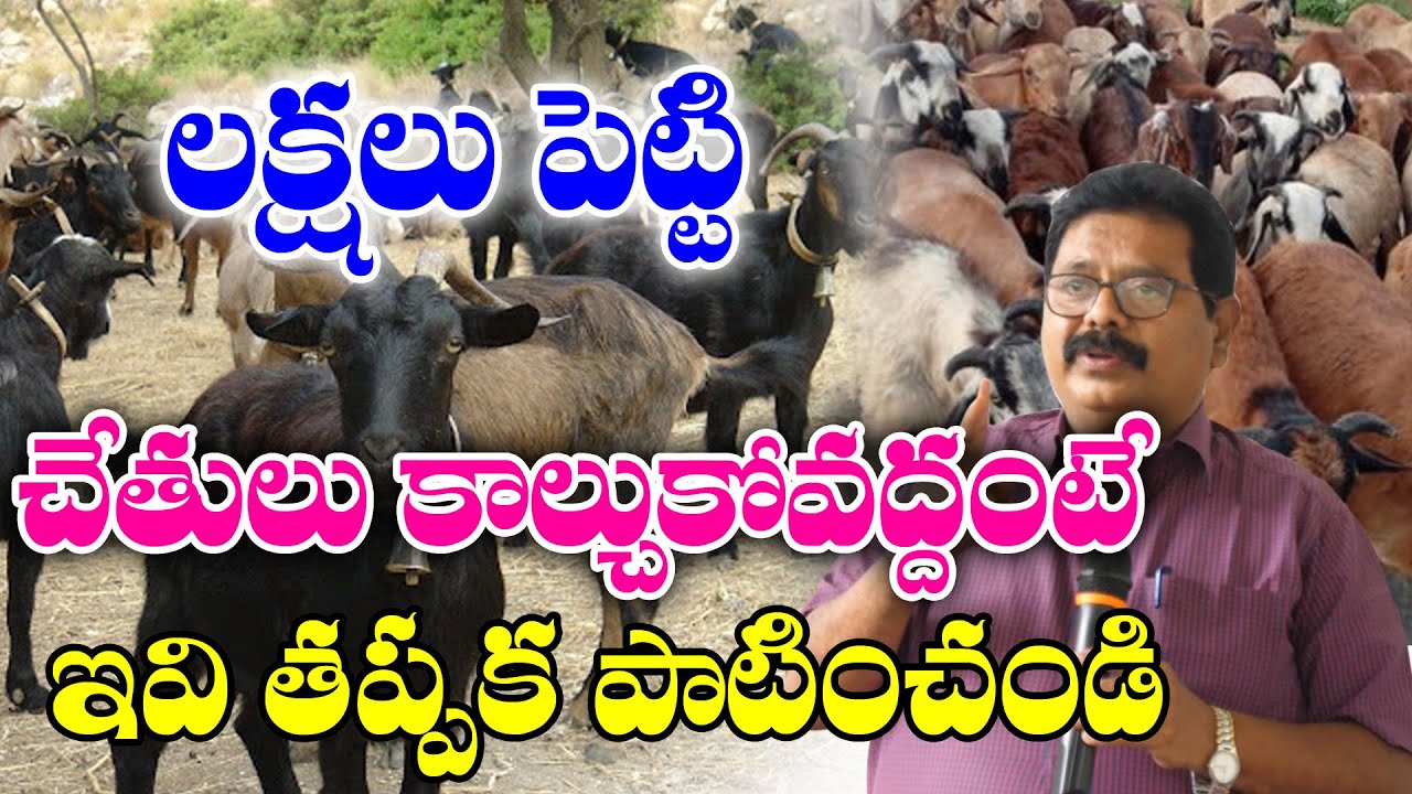 Узнайте эти вещи, прежде чем инвестировать в разведение коз и овец || Разведение коз и овец || До...