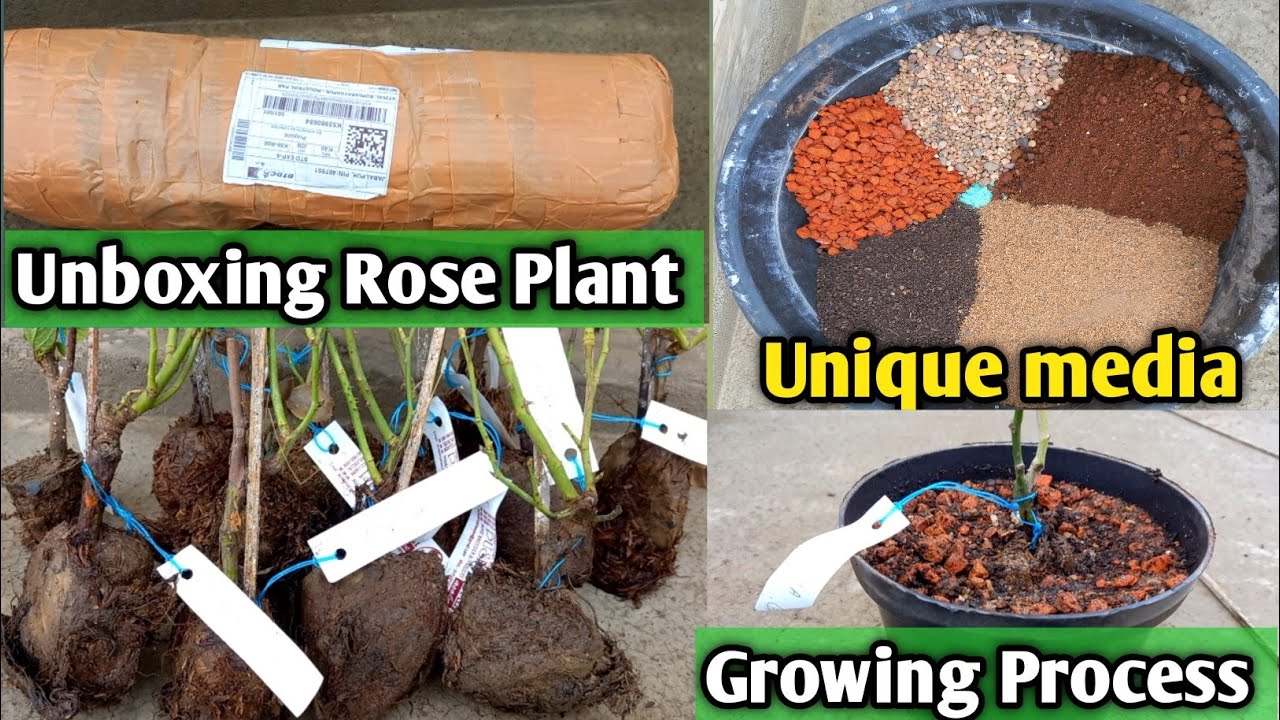 Unboxing online purchase Rose plants and Best Soil media. Unique media for Rose flower plants.