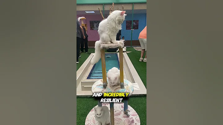 Watch the video about The Van Cat — Turkey’s Mysterious Swimming Beauty #shortvideo #viral