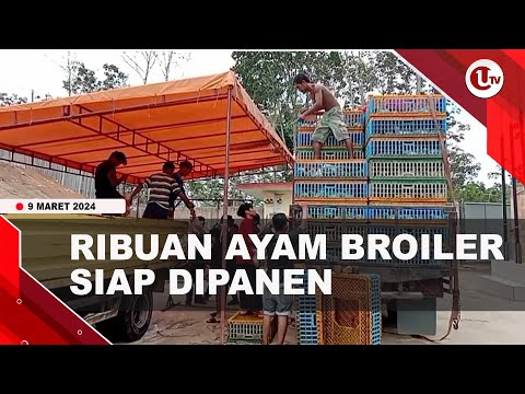 RIBUAN AYAM BROILER SIAP DIPANEN | U-NEWS